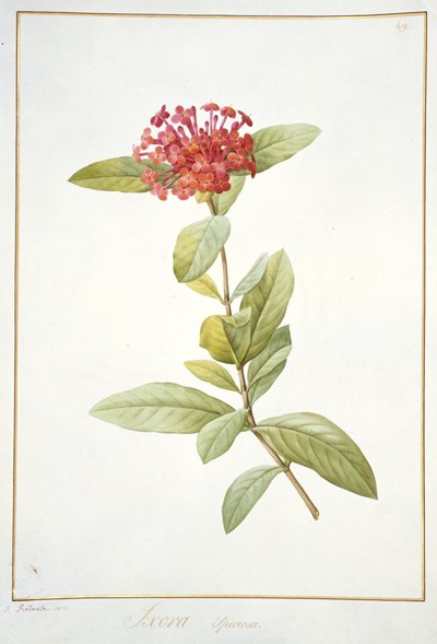 Ixora speciosa, 1812 by Pierre Joseph Redouté